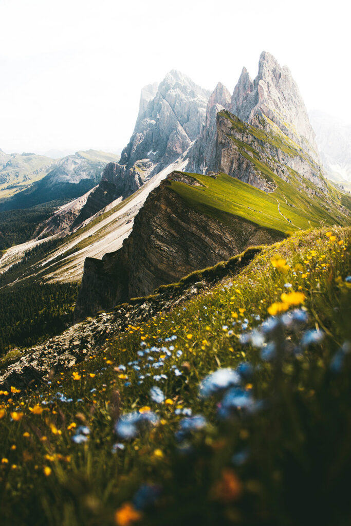 Alpine wildflowers overlooking the mountains in summer