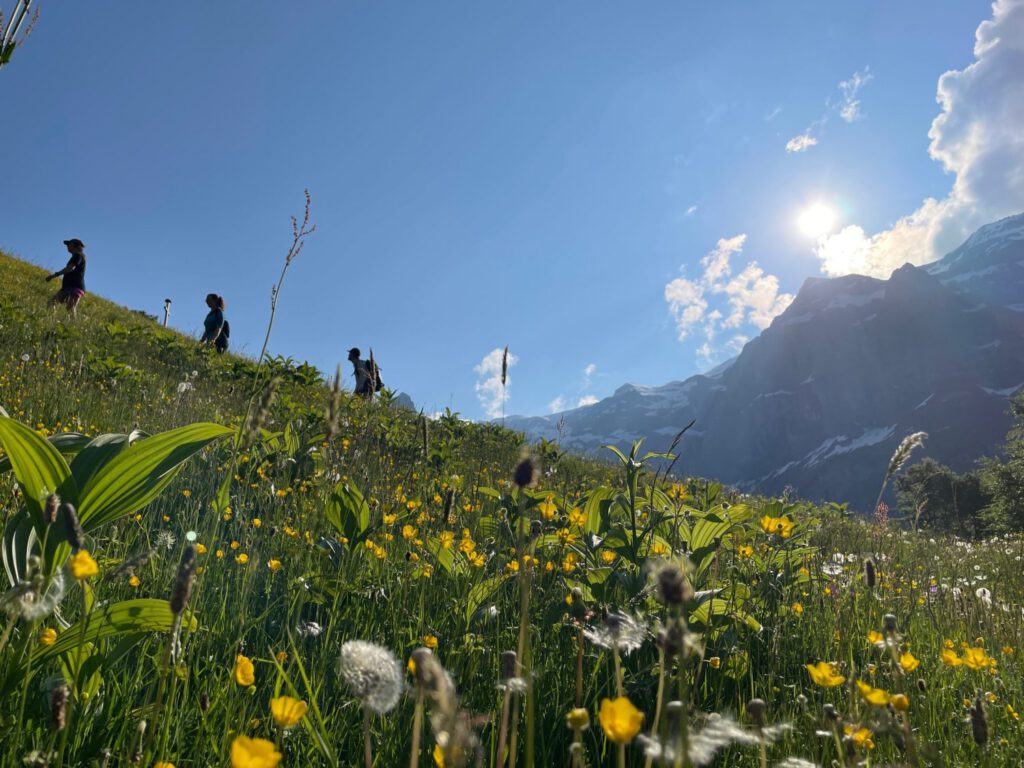 Wildflower hiking trail in the Morzine mountains